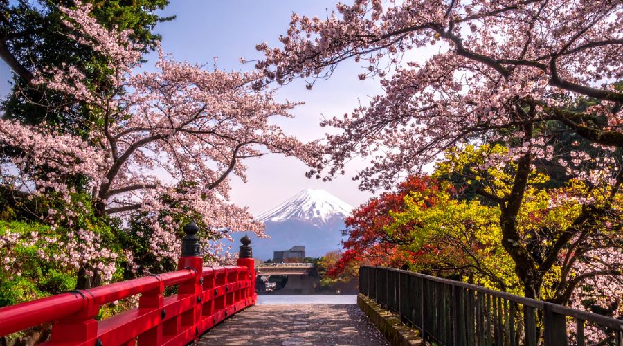 Interesting Facts About Cherry Blossoms